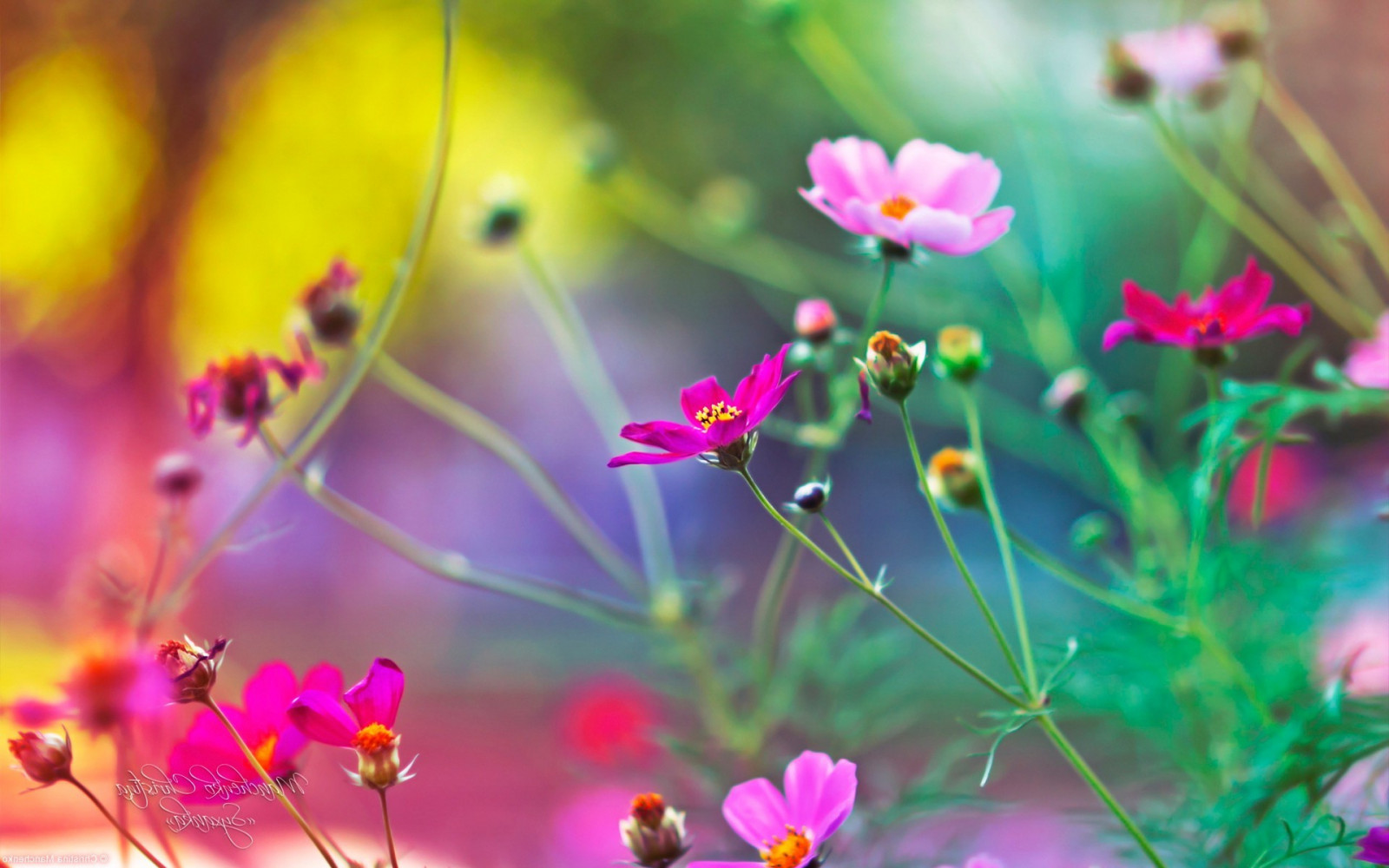 デスクトップ壁紙 19x10 Px コスモスフラワー 被写界深度 フラワーズ 自然 ピンクの花 19x10 Coolwallpapers デスクトップ壁紙 Wallhere
