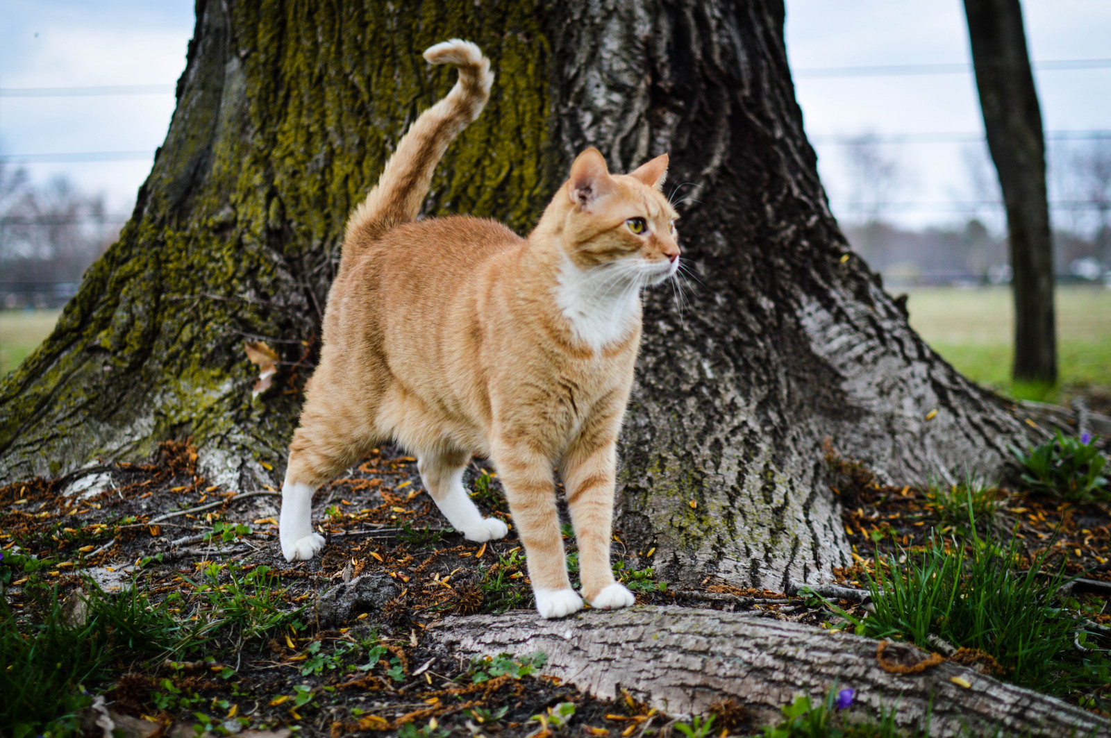 Wallpaper orange, pet, tree, nature, animal, cat, 35MM, fur, outside