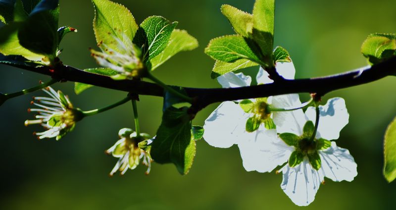 putih,cabang,mekar,musim semi,pohon,daun