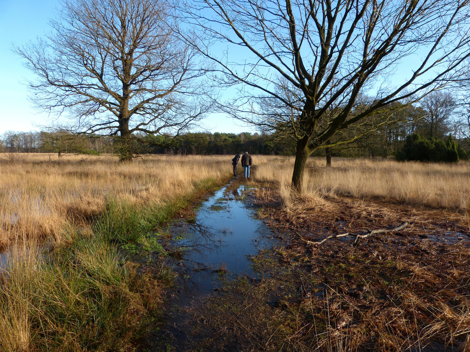 bagnato, sentiero, tampone, nat, riserva naturale, Natuurmonumenten, natuurgebied, Buurserzand, platinumheartaward, Panasonicdmcfz150, 1190625
