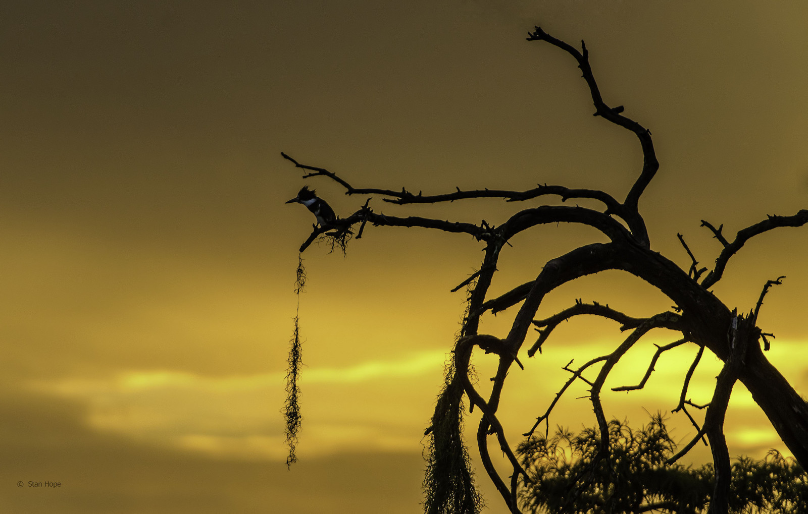 morning, USA, lake, tree, nature, water, birds, sunrise, Nikon, Florida, wildlife, swamp, sebring, birdsofprey, waterbirds, Topaz, beltedkingfisher, floridawildlife, lakeplacidflorida, highlandscounty, lakeistokpoga, d7000, coth5, nikssoftware, allofnatureswildlifelevel1, loridaflorida