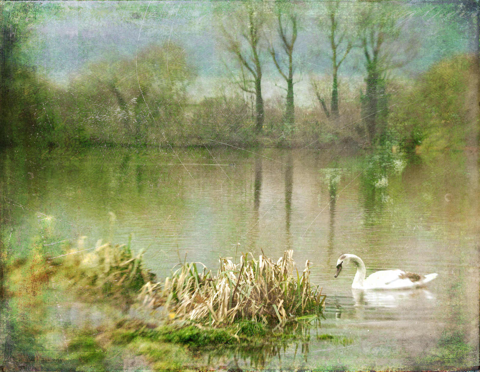 jezero, odraz, řeka, Volně žijících živočichů, labuť, kachna, rybník, bažina, mokřadní, pták, fauna, bayou, zálesí, vodní ptáci, bažina, místo výskytu, přírodní prostředí, atmosférický jev, vodní, vodní pták, kachen, hus a labutě, ewahb, rybník, stockerslake