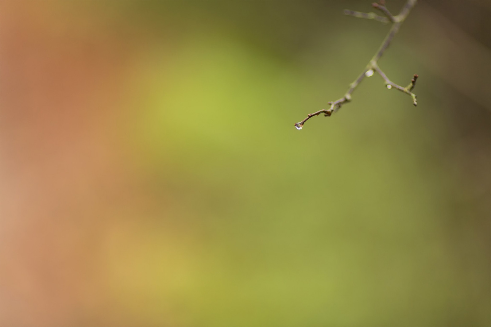 fotografování, makro, větev, hmyz, zelená, list, květ, fauna, zblízka, makro fotografie, závod stonek, bezobratlý