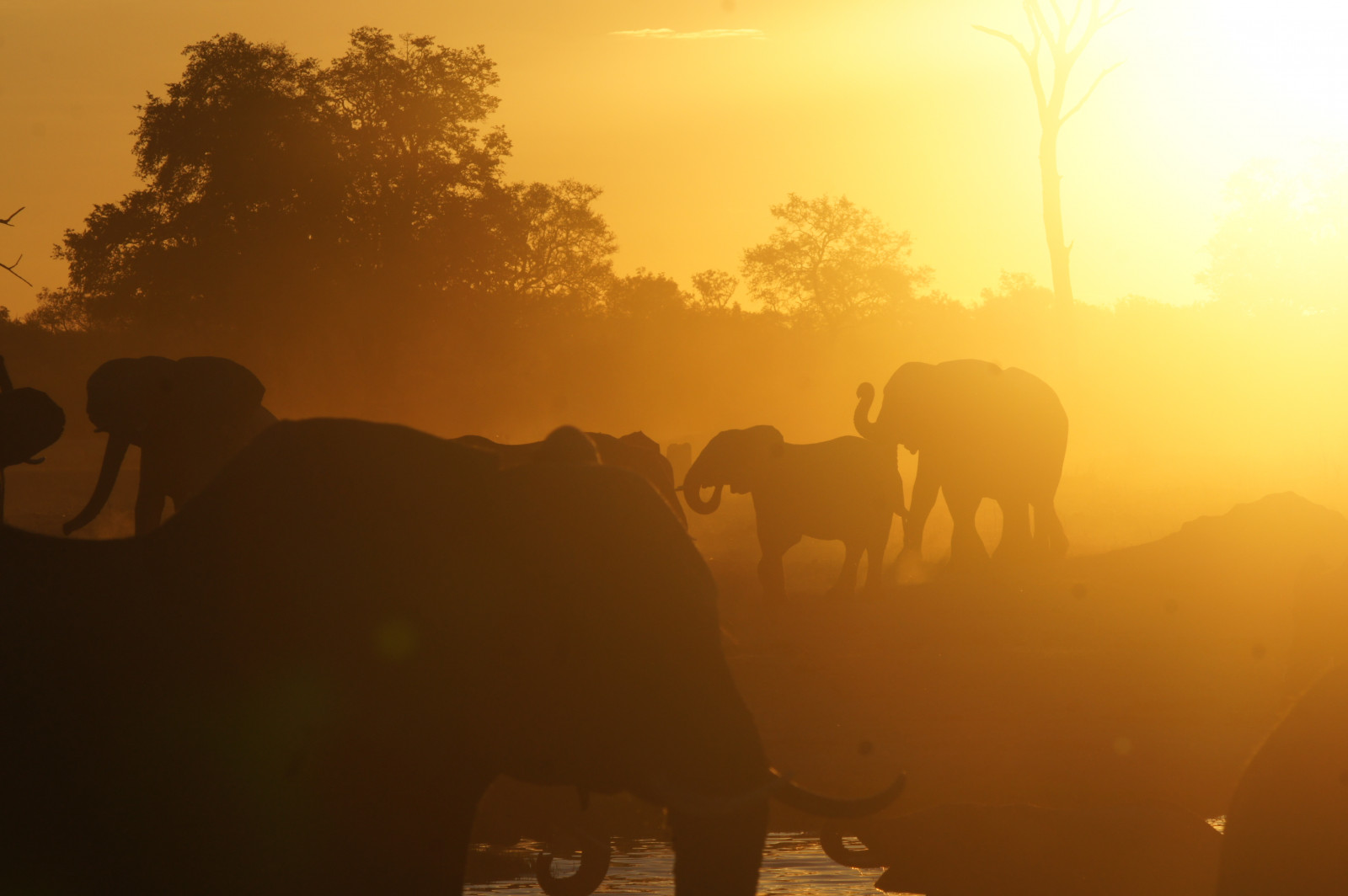 solnedgang, elefant, zimbabwe, elefant, Olifant, africanelephant, loxodontaafricana, hwangenp