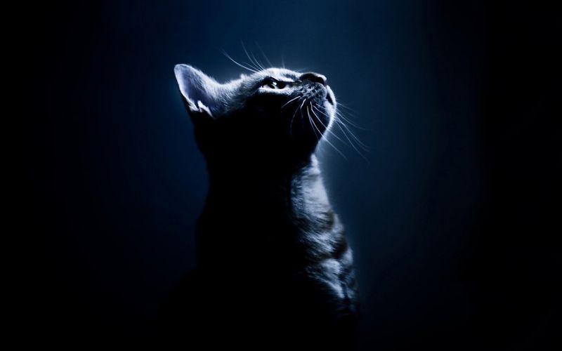 gatto, monocromo, oscurità, 1280x800 px, nero, mano