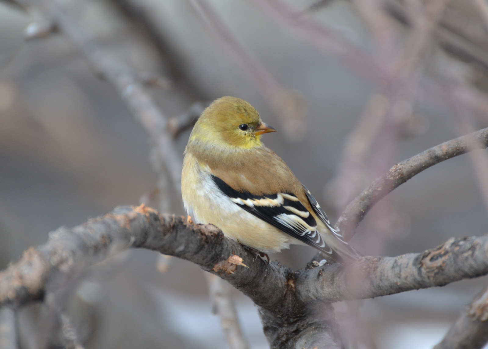 นก, นกกระจอก, สัตว์ป่า, ปาก, สาขา, สัตว์ป่า, ขน, flycatcher โลกเก่า, นกที่เกาะอยู่, brambling, กิ่งไม้, emberizidae, ต้นไม้, สิ่งมีชีวิต