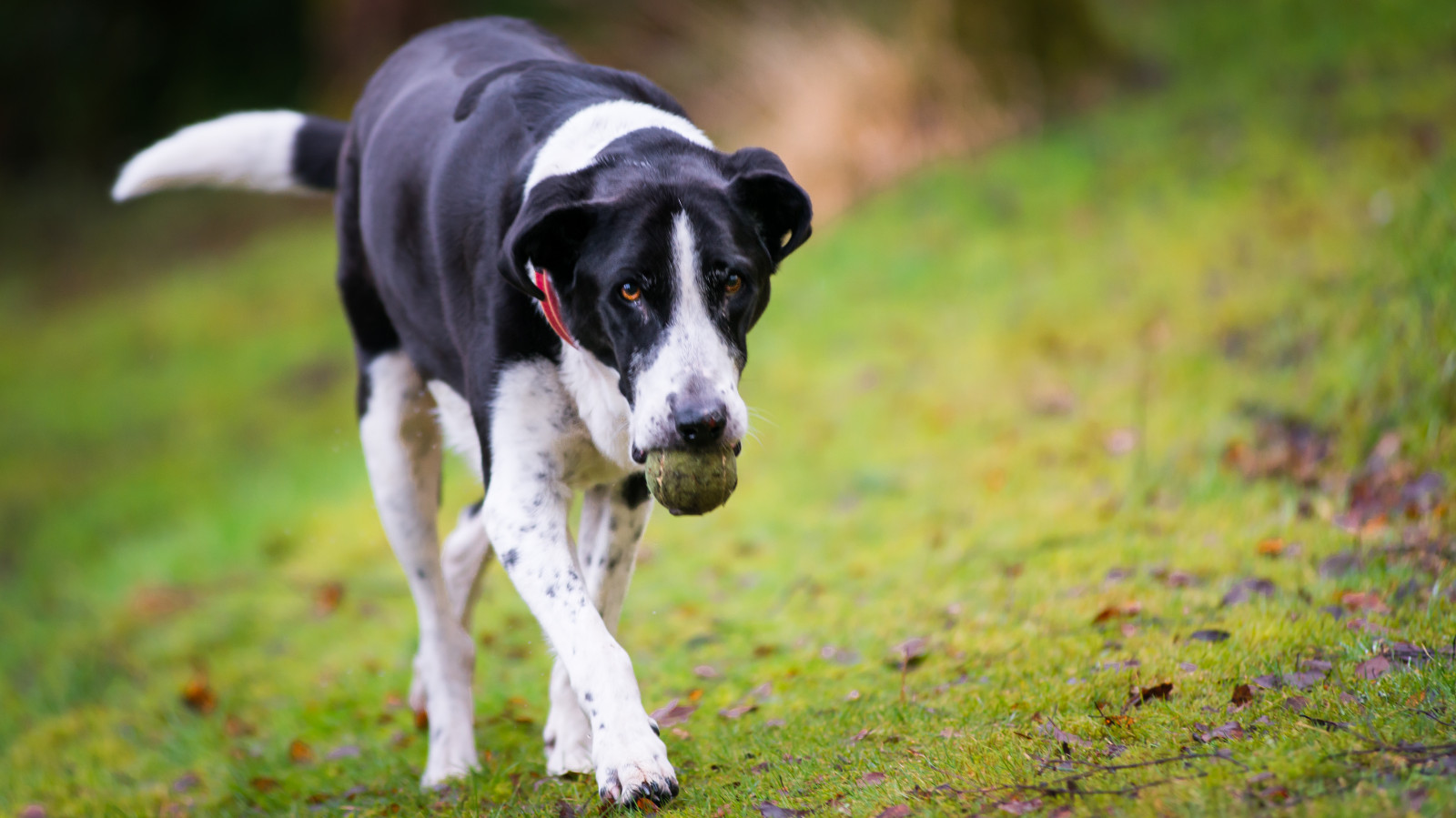 Nikon, nikond800, nikkor50mmf18, Březové dřevo, Perthshire, Skotsko, Dullweather, Zac, Pes, domácí zvíře, míč
