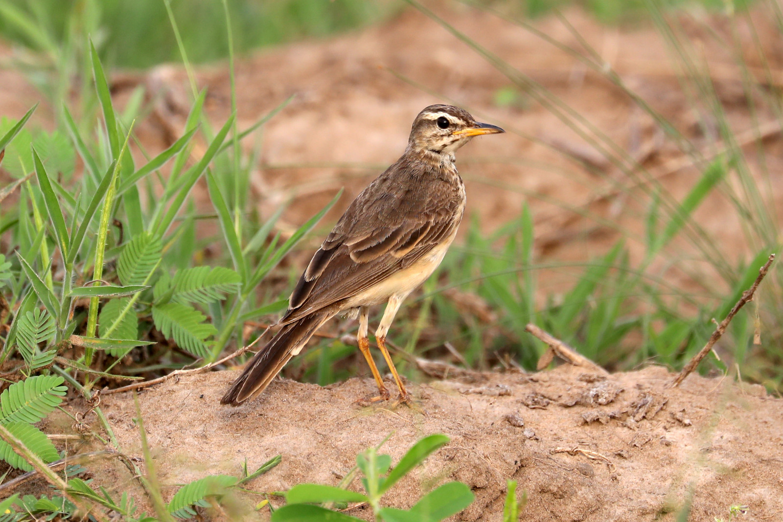 ptactvo, tráva, pláž, Volně žijících živočichů, poušť, tropický, Afrika, zobák, Sahara, Vrabec, západ, pták, divoký, Skřivan, prostý, fauna, vrabec, prohlížení pták, ekosystém, tráva rodina, organismus, ekoregion, Ghana, pipits, Pipit, Anthus, Podpořeno, Leucophrys, Brenu, terrestrial animal, plant community