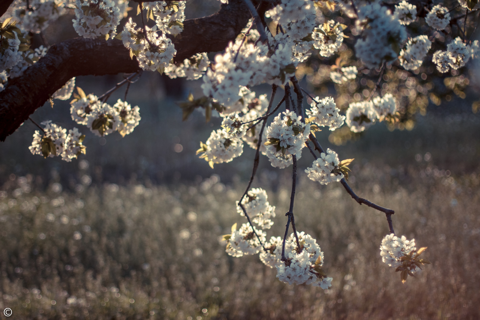 květ, jaro, flóra, květ, větev, Třešňový květ, rostlina, strom, ráno, slunečnímu záření, větvička, zima, nebe, mráz, počítač tapeta, stock photography