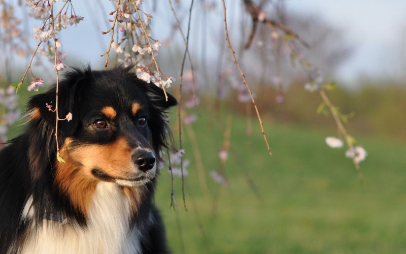Gözler, Ot, köpek, Vahşi hayat, Ağaç, çiçek Gözler, Ot, köpek, Vahşi hayat, Ağaç, çiçek