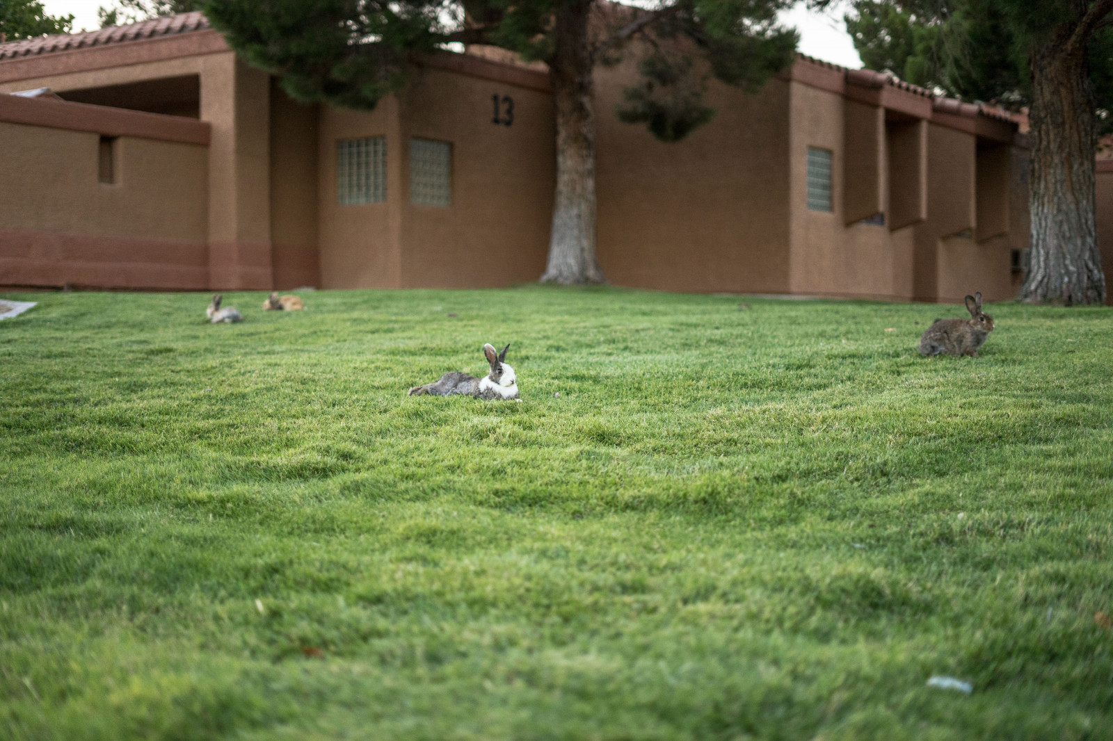 zahrada, tráva, večer, odpoledne, zadní dvorek, yard, divoký, králičí, pastvina, vegas, zajíčci, uvolněný, chlad, louka, trávník
