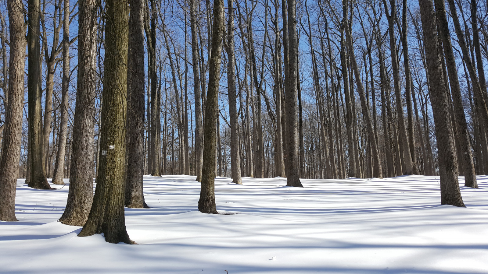 slunečnímu záření, stromy, krajina, les, Příroda, nebe, park, sníh, zima, dřevo, větev, uklidnit, led, mráz, krystal, cesta, dub, zmrazení, kůra, strom, stíny, holý, rostlina, vysoký, ngc, nj, zálesí, háj, dřevina, mírné jehličnatý les, biome, kufr, Jasně modrý, spruce fir forest