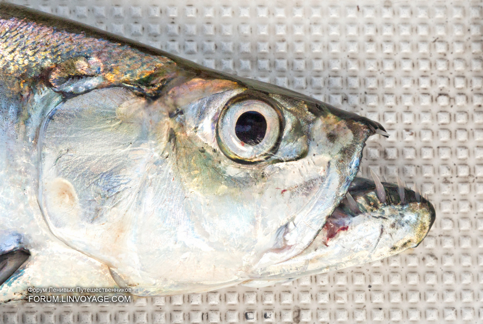 muži, lidé, loď, západ slunce, moře, Příroda, vozidlo, Ryba, ovoce, slunce, indický, jachta, Thajsko, Pstruh, koh, rybolov, zrnko vína, katamarán, tuňák, ananas, chlapec, venkovní, dívka, oceán, muž, žena, bas, phuket, andaman, Racha, yai, noi, sleď, mango, treska, rekreační rybolov, okoun