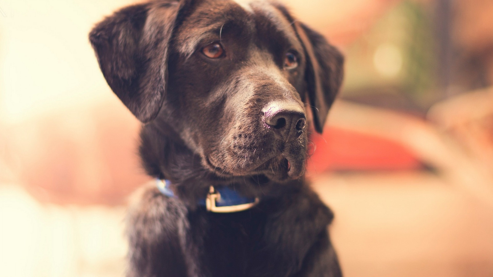 zvěř, Pes, Labradorský retrívr, štěně, 1920x1080 px, čenich, pes jako savec, psí plemeno, retriever, Flat Coated retrívr, sporting group