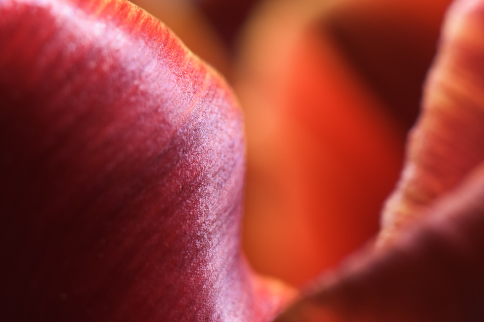 Červené, abstraktní, květ, makro, trouchnivění, Příroda, detailní, Nikon, zavřít, květ, natur, tvary, blumen, nah, blume, makro, bl te, nahaufnahme, abstrakt, makrofotografie, pro muže, nikon10528, makrofotografie, macrodreams, D7200, nikond7200