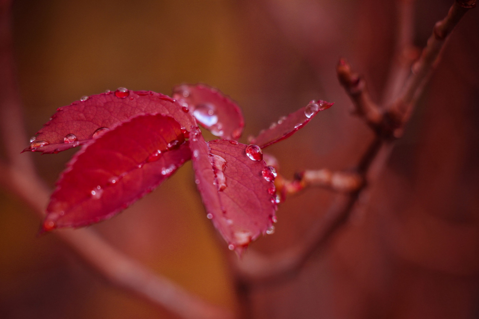 rød, planter, fotografering, vanddråber, makro, afdeling, blomst, lyserød, dug, blad, blomst, plante, flora, kronblad, tæt på, makrofotografering, stængelplante, fugtighed