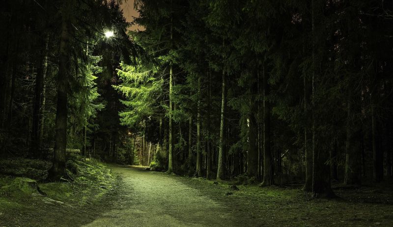 luz de sol,bosque,naturaleza,verde,Mañana,rama