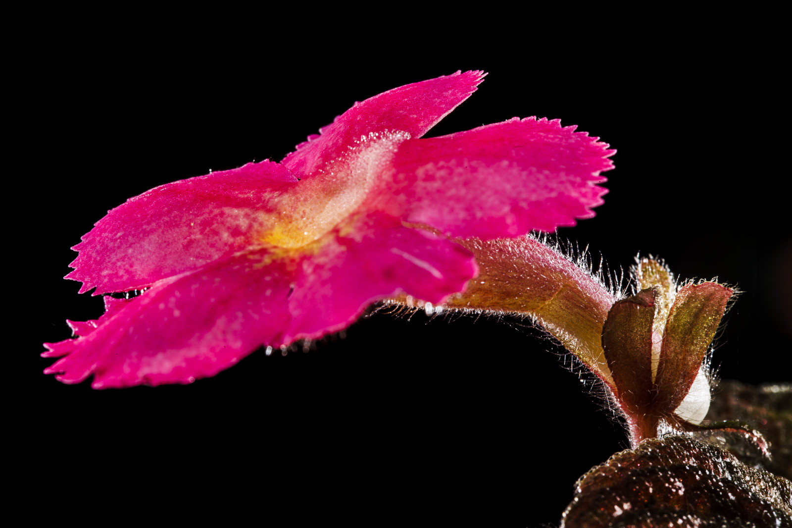 květiny, Příroda, fotografování, Fotoaparát, květ, růžový, Blikat, natáčení, květ, rostlina, osvětlení, flóra, focení, vypnuto, okvětní lístek, divoká rostlina, kvetoucí rostlina, zblízka, makro fotografie, závod stonek, bylina