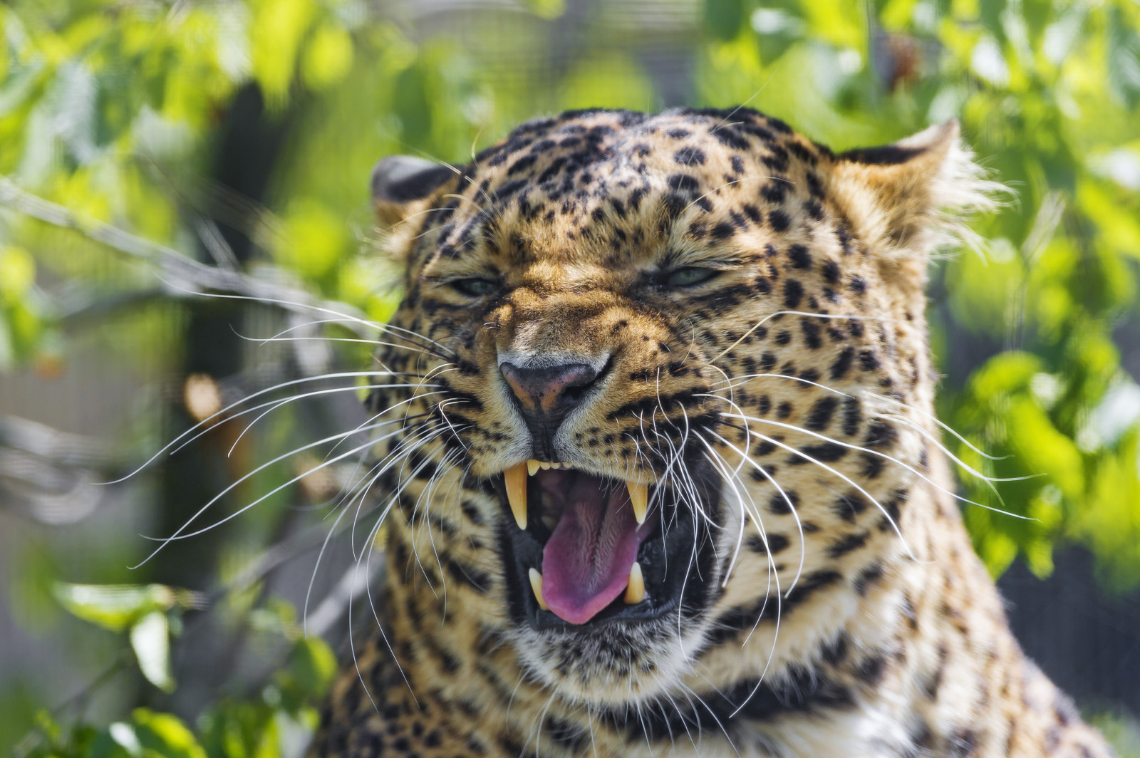 ansigt, kat, portræt, tiger, dyreliv, Schweiz, Nikon, store katte, whiskers, leopard, gaben, Jaguar, Luzern, træ, stor, vild, sjov, kvinde, vegetation, fauna, pattedyr, d4, hvirveldyr, kat lignende pattedyr, lucerne, openmouth, dum, rothernburg, Leopardess, toniszoo