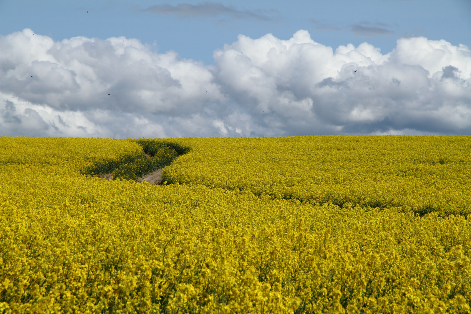 modrý, nebe, mrak, žlutý, cesta, Švédsko, nebe, znásilnění, Sverige, nárazy, gul, VAG, bla, moln, Hven, fotosondag, fs160515