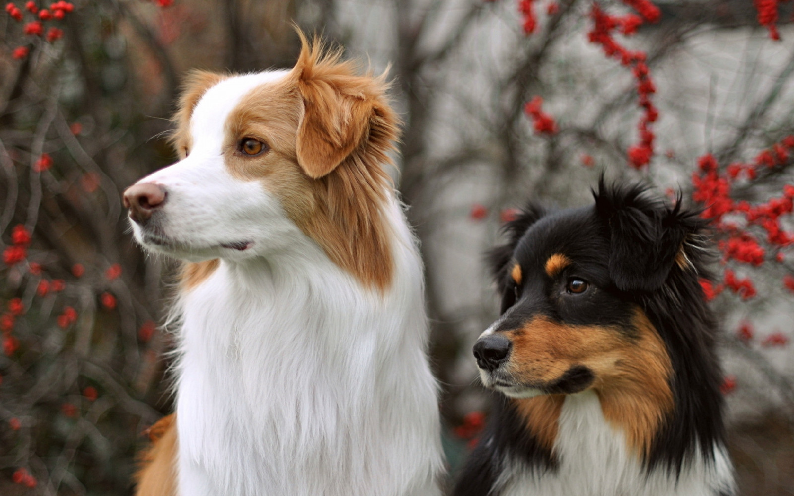 Pes, australský ovčák, psi, pár, načechraný, savec, obratlovců, pes jako savec, kolie, psí plemeno, šeltie, miniaturní australský ovčák