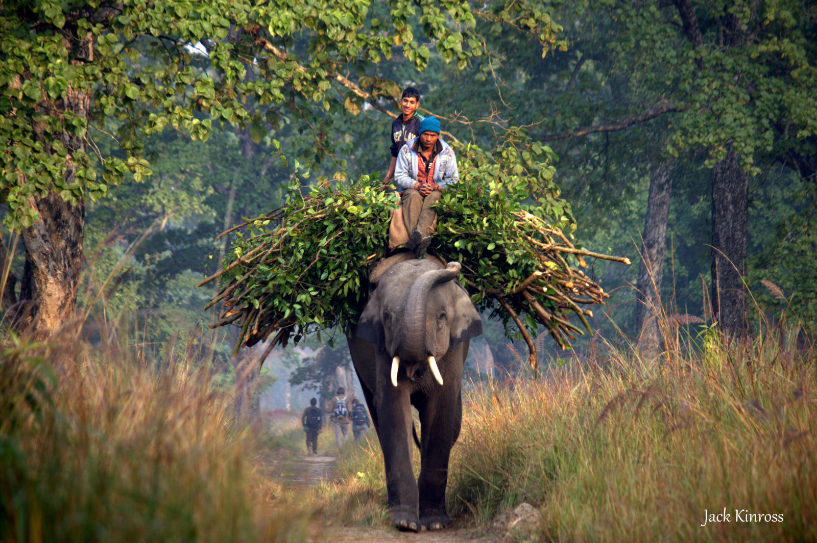 Landschaft, Wald, Gras, Tiger, Tierwelt, Nationalpark, Wildnis, Dschungel, Leopard, Elefant, Pfad, Nepal, Naturschutzgebiet, Baum, Pflanze, Mygearandme, Safari, Abenteuer, Schneeleopard, Mygearandmepremium, Mygearandmebronze, Mygearandmesilver, Mygearandmegold, Säugetier, Wald, Wirbeltier, Erhaltung, Schrubben, Elefanten und Mammuts, Indischer Elefant, Mahout, plant community