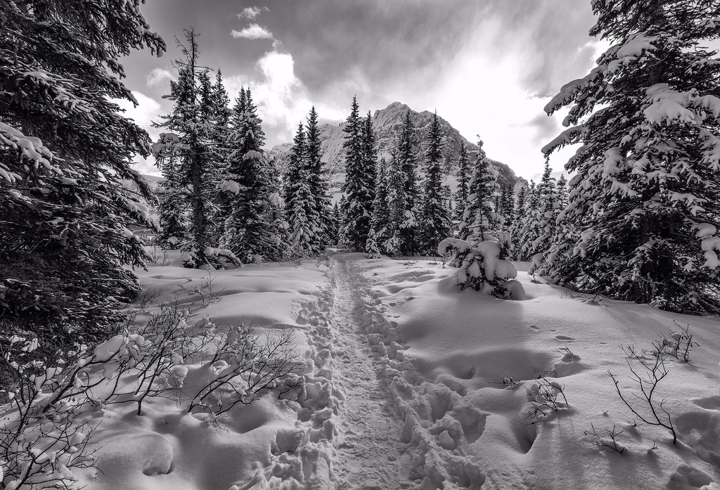 sollys, træer, landskab, Skov, monokrom, natur, sne, vinter, afdeling, kold, frost, ødemark, Alberta, træ, blad, bjerg, vejr, plante, sæson, bw, sti, skov, levested, naturligt miljø, atmosfærisk fænomen, sort og hvid, monokrom fotografering, vedplante, banffnationalpark, bowlake, snowshoetrail, toocoldtoputupmytripod