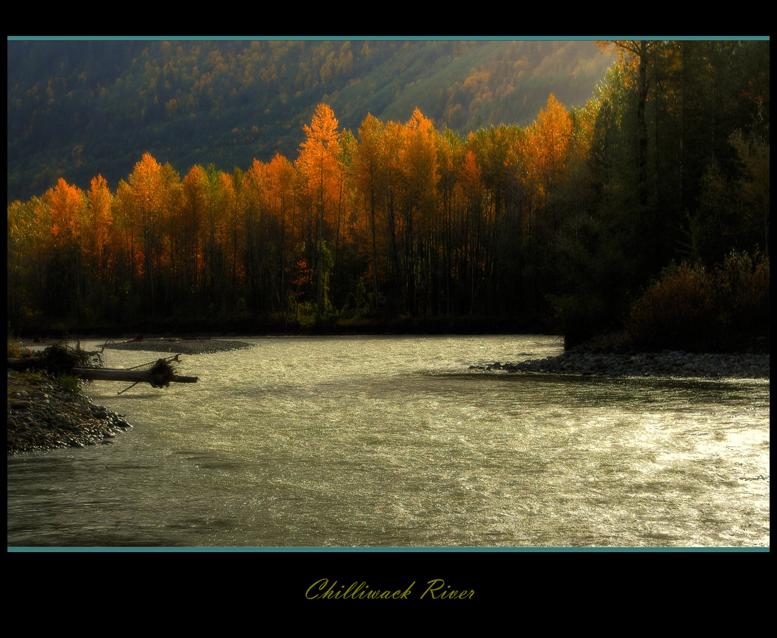 Wallpaper trees, Canada, fall, water, leaves, Vancouver, forest, river, Nikon, october, bc