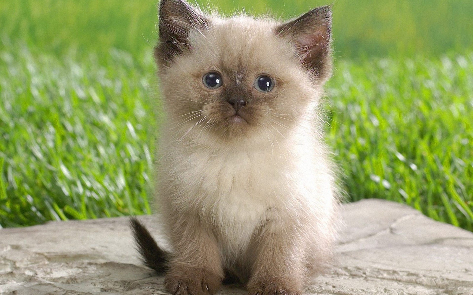 1920x1200 px, roztomilý, himalájský, kotě