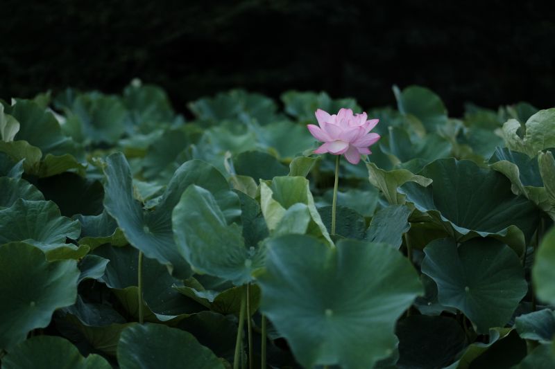 Garten,Natur,Grün,Teich,Tokio,Feld