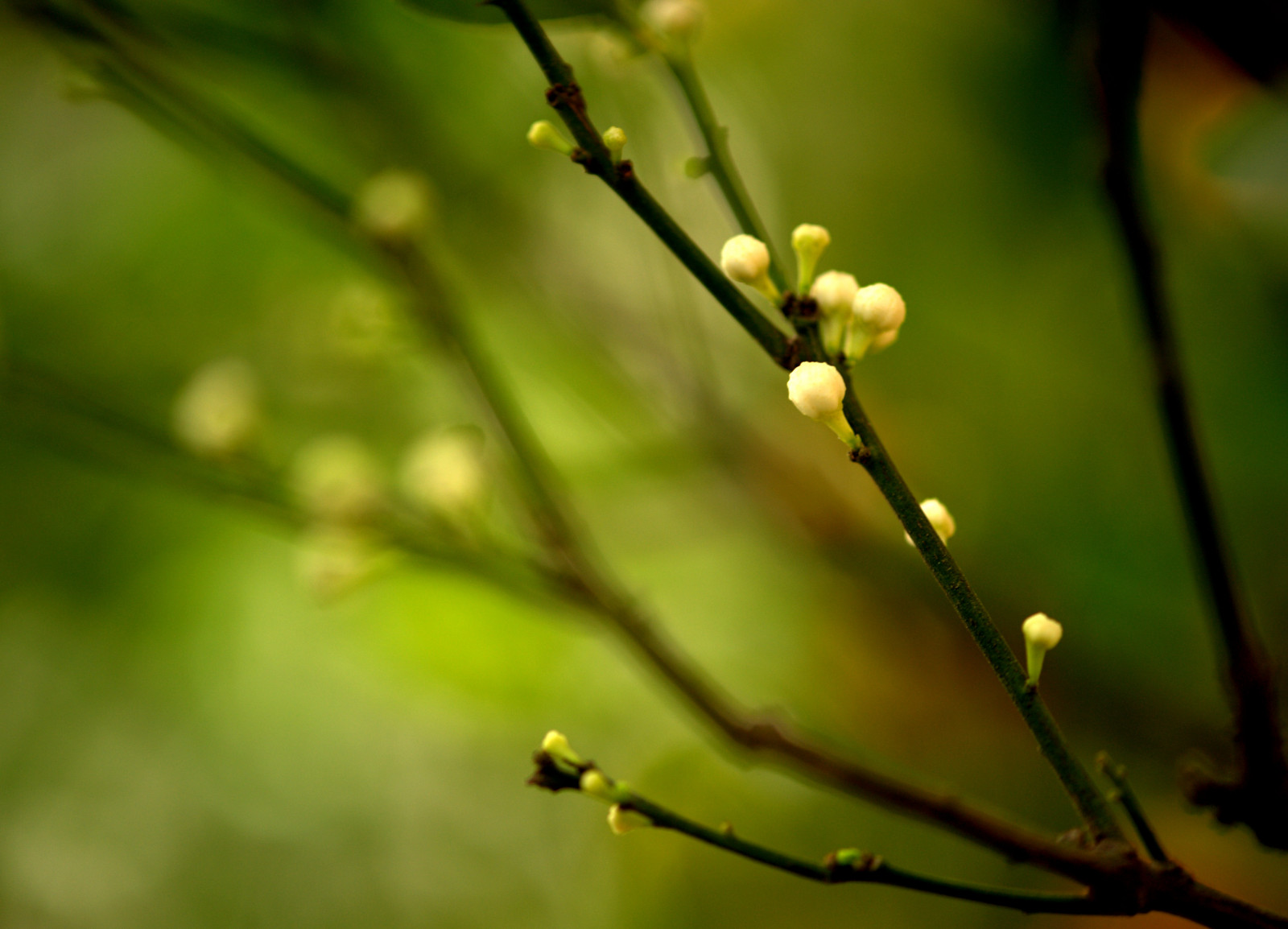 bílý, květ, makro, bokeh, naturallight, orientální, blume, fiore, 108, kumquat, blueribbonwinner, 13x18, outdoorphotography, bokehlicious, platinumphoto, aplusphoto, nikond700, theperfectphotographer, bokehrama, Nickapo