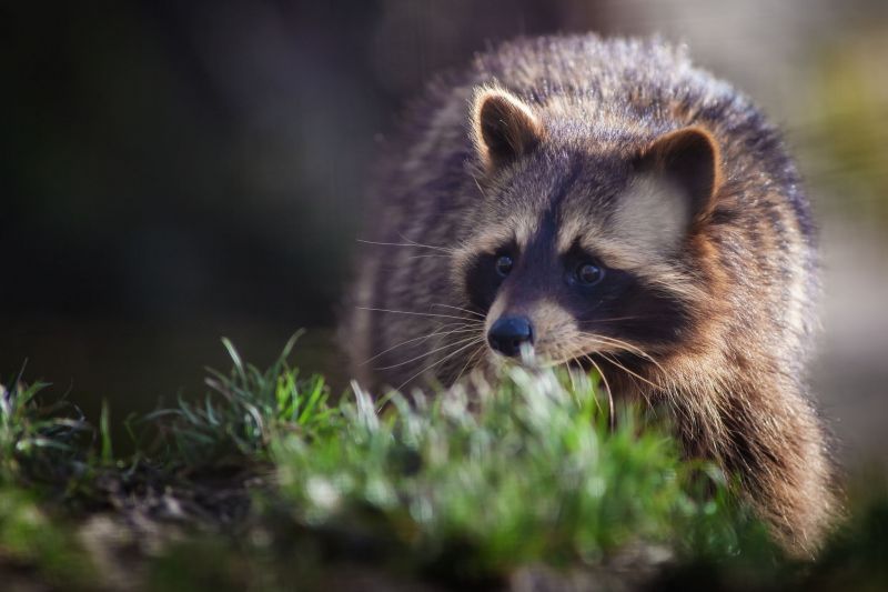 zvěř, Volně žijících živočichů, kníry, mývalové, fauna, savec zvěř, Volně žijících živočichů, kníry, mývalové, fauna, savec