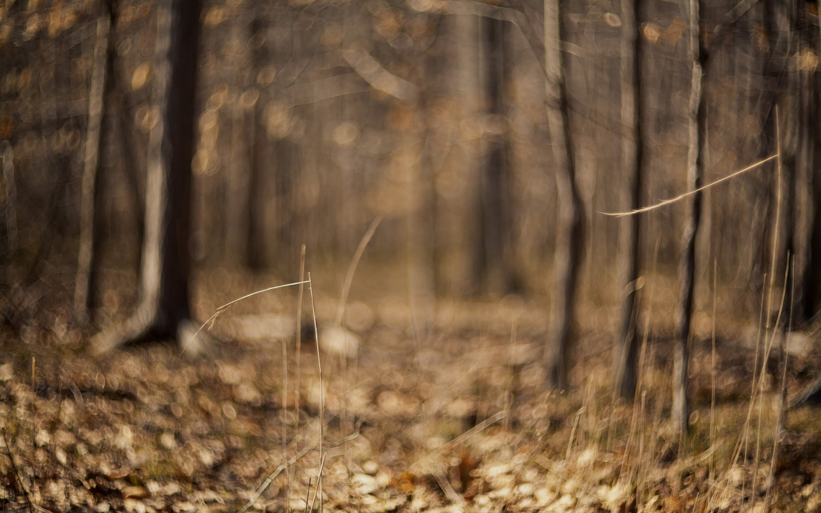 slunečnímu záření, les, Příroda, tráva, dřevo, Volně žijících živočichů, filtr, divočina, mokřadní, strom, podzim, list, sezóna, 2560x1600 px, zálesí, místo výskytu, přírodní prostředí