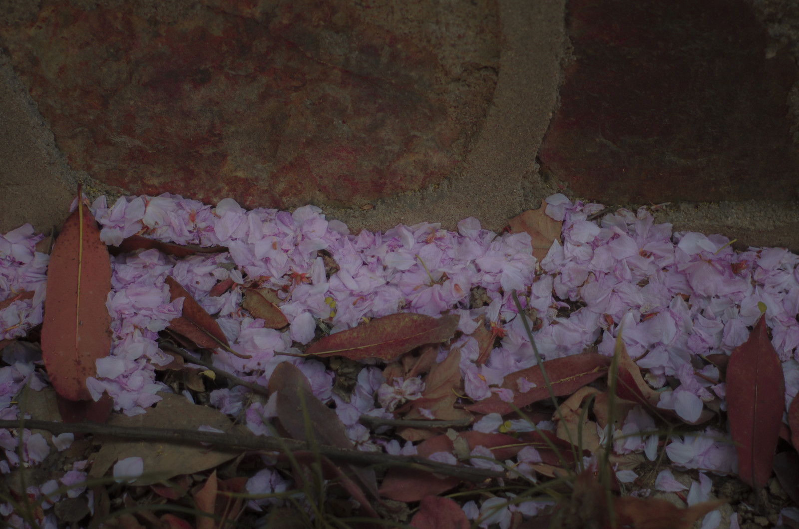 Třešňový květ, jaro, spring flower