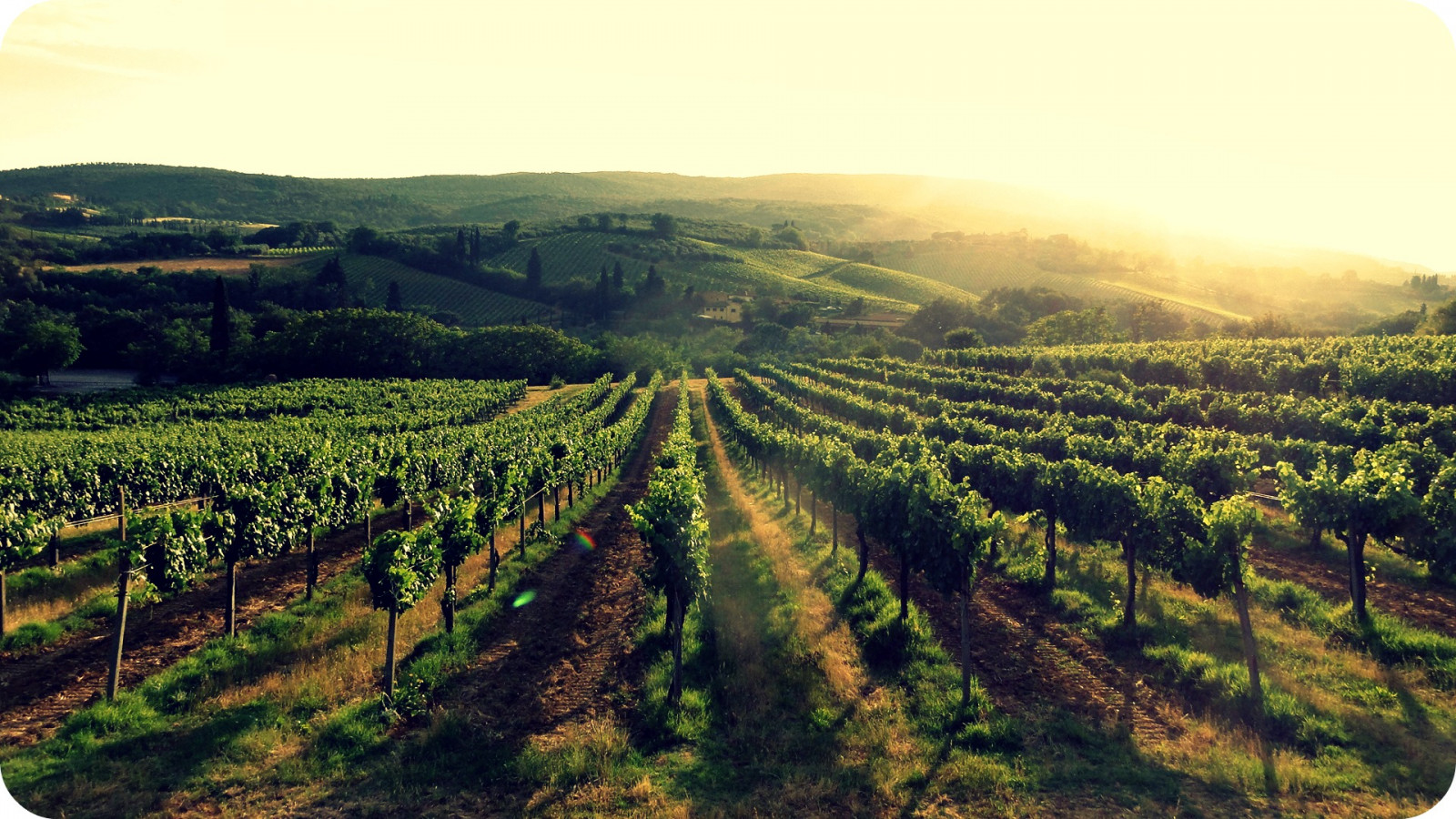 světlo, Itálie, slunce, Příroda, Sluneční svit, krajina, víno, Toskánsko, Toskana