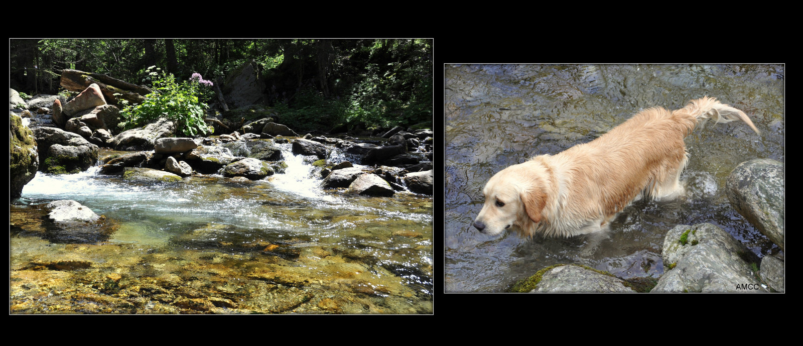 Wallpaper dog, wildlife, chien, fauna, riviere 5120x2205 719169