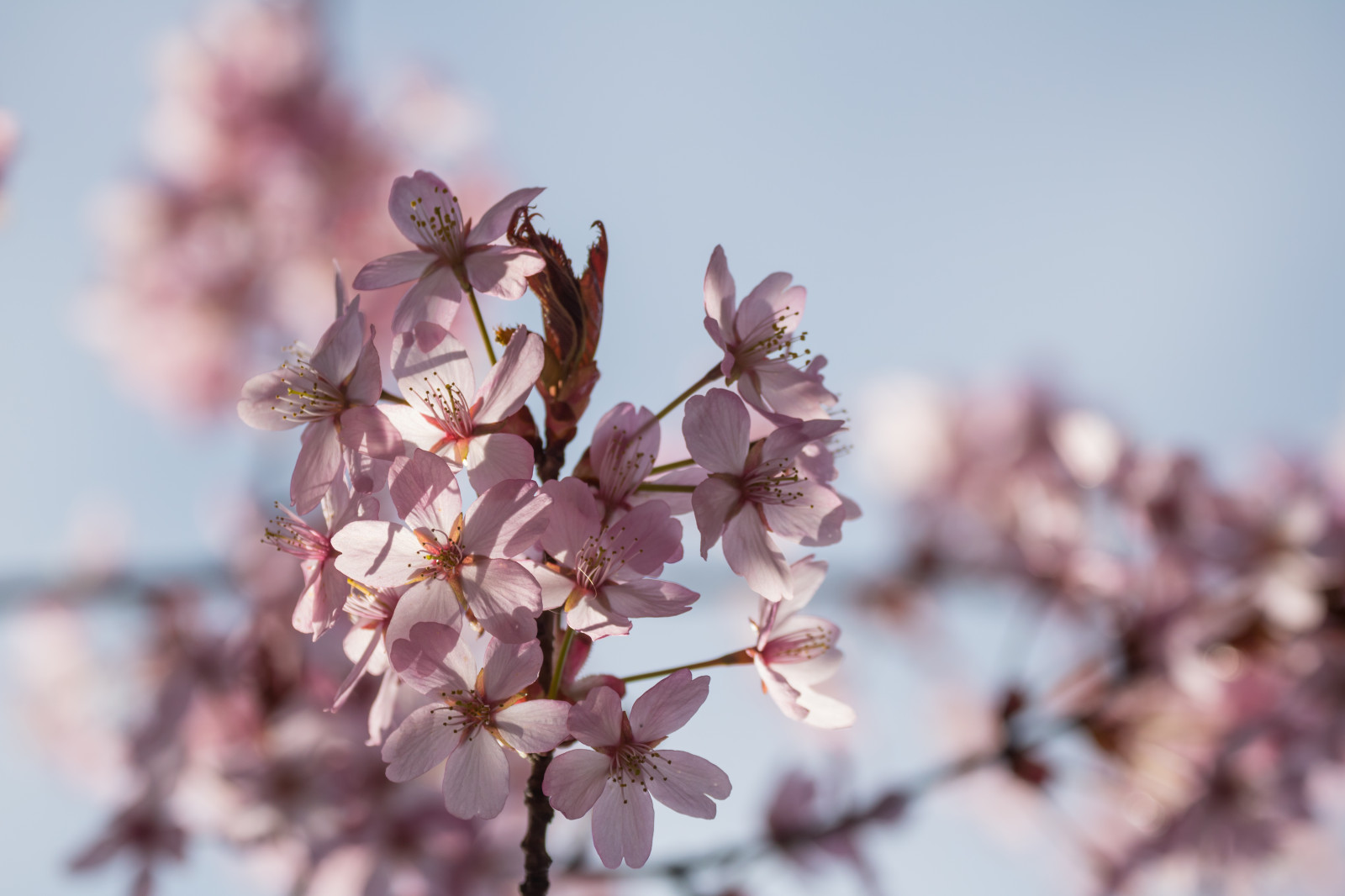 mad, afdeling, frugt, cherry blossom, blomst, lyserød, forår, træ, blomst, plante, sæson, flora, blomma, Trelleborg, kronblad, rosa, Kvist, fremstille, botanik, jord plante, blomstrende plante, tæt på, makrofotografering