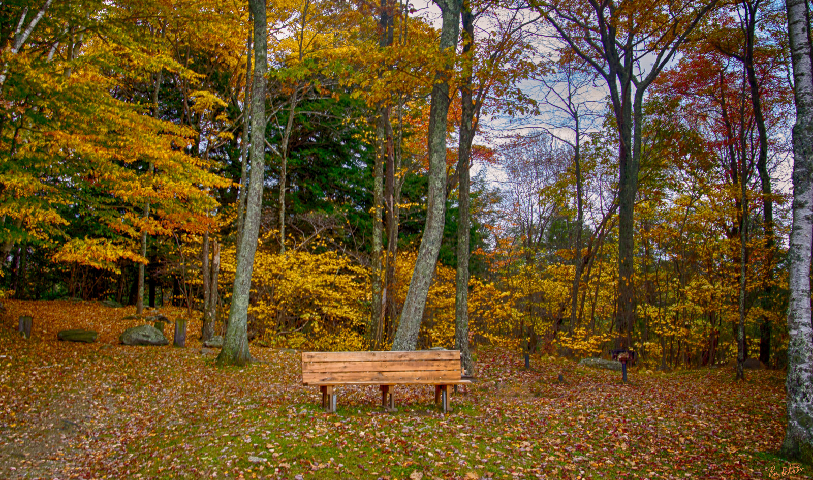 lumina soarelui, copaci, peisaj, pădure, natură, iarbă, parc, ramură, galben, bancă, HDR, frunziş, liniștit, Connecticut, copac, toamnă, frunze, plantă, pădure, dumbravă, ecosistem, pădure de conifere, biom, trompă, pădure veche, pădure mixtă, cu frunze căzătoare, Parcul statului, northern hardwood forest concept