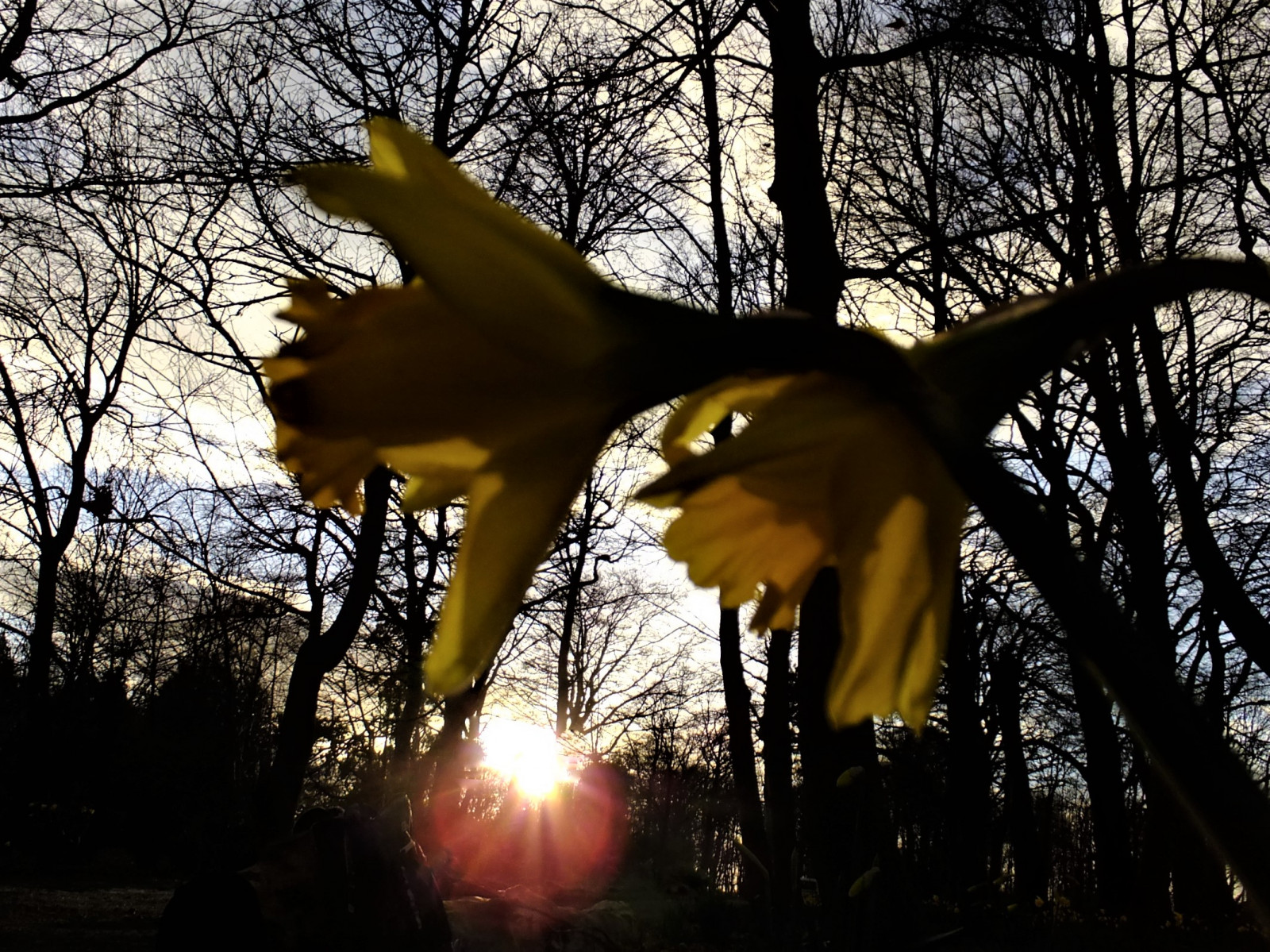Narzissen, Sonnenuntergang, Silhouette, Wald, Meanwood, Leeds, West-, Yorkshire