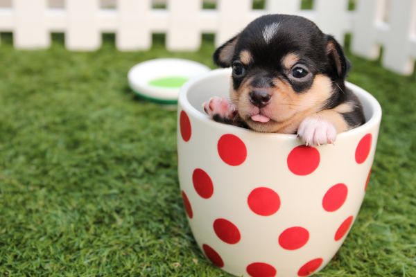puppy,dog,cup