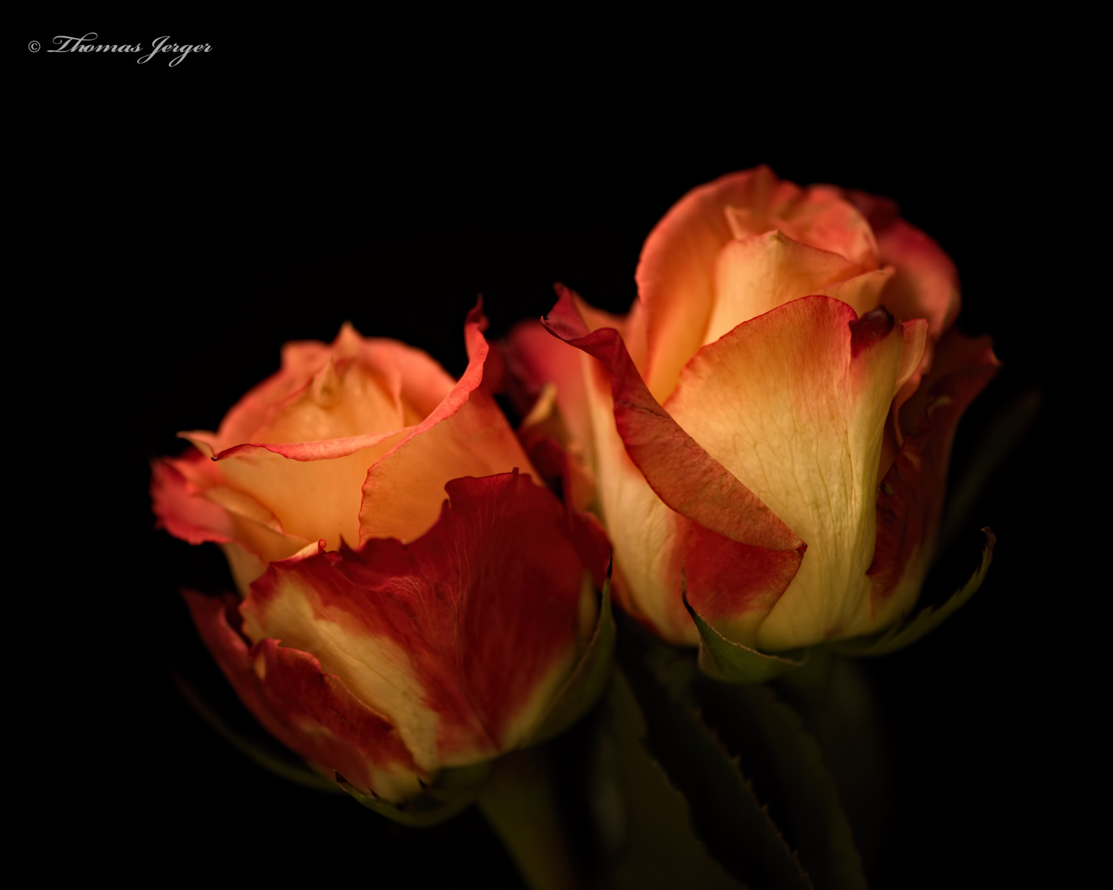 slunečnímu záření, portrét, květiny, Příroda, Červené, zima, detailní, makro, zelená, žlutý, oranžový, Lístky, růže, Broskev, růžový, jaro, Wisconsin, květinový, květ, dva, rostlina, přírodní, květ, flóra, pupen, růže, okvětní lístek, pár, duo, kvetoucí, počítač tapeta, kvetoucí rostlina, zblízka, makro fotografie, závod stonek, darkbackground, zátiší fotografování, zahradní růže, růže rodina, růže objednávka, floribunda, rosa centifolia, stonky, china rose