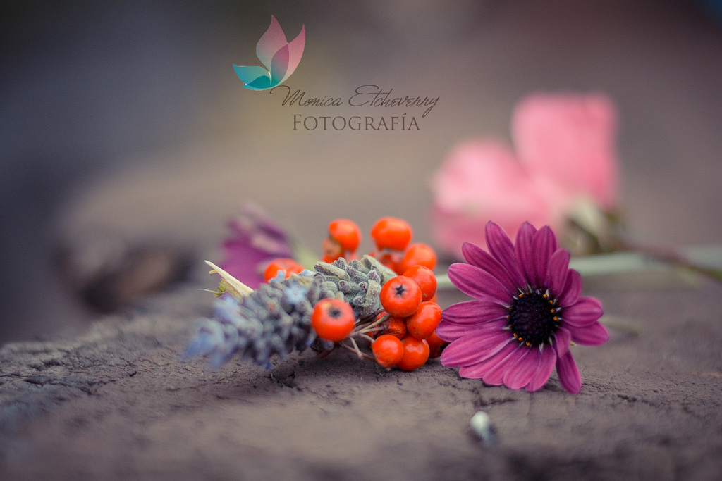 květiny, Příroda, Červené, fotografování, textura, květ, rám, růžový, Argentina, 2012, UMĚNÍ, Soustředit se, světlo, barva, den, list, květ, prozkoumat, rostlina, fotografie, flóra, naturaleza, flores, dia, okvětní lístek, žít, project365, luz, monicaetcheverry, Maco, junio, Foco, encuadre, zblízka, makro fotografie, kytice