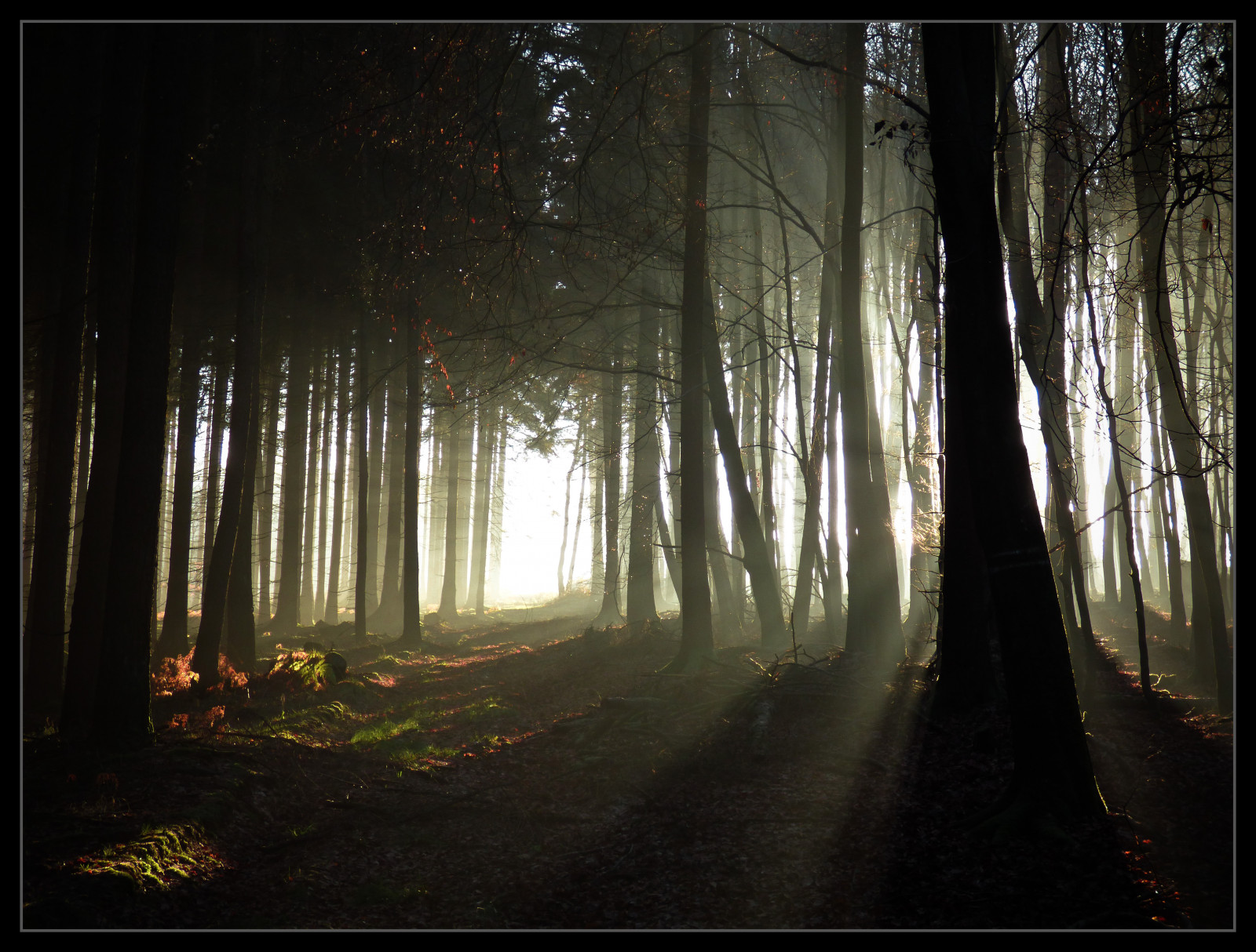 slunečnímu záření, krajina, les, noc, Příroda, nebe, dřevo, větev, večer, ráno, mlha, kouzlo, atmosféra, prach, cesta, půlnoc, UMĚNÍ, světlo, strom, mlha, západ slunce, cesta, elitegalleryaoi, tma, tvořivý, magický, bestcapturesaoi, Oberberg, zálesí, háj, mírné jehličnatý les, biome, prales, jev, NPP, Montabaur, 26112013, spruce fir forest
