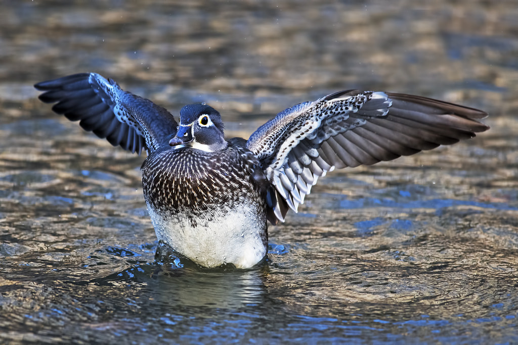 dřevo, kachna, woodduck, aixsponsa, Fairmountpark, Wissahickoncreek, Wyndmoor, Fairmount, park, Wissahickon, zátoka, Philadelphie, pa, Pennsylvania, Nikon, d5, nikond5, ptactvo, Bkushner, Volně žijících živočichů, zvěř, ptáčník, Brianekushner, Nikon300mmf40dedifafsnikkorlens, 300mm, F4, nikor, Tc147eii, tc14, ženský