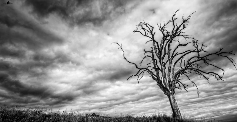 nebe, mrak, strom, větev, Černý a bílý, monochromatické fotografování nebe, mrak, strom, větev, Černý a bílý, monochromatické fotografování