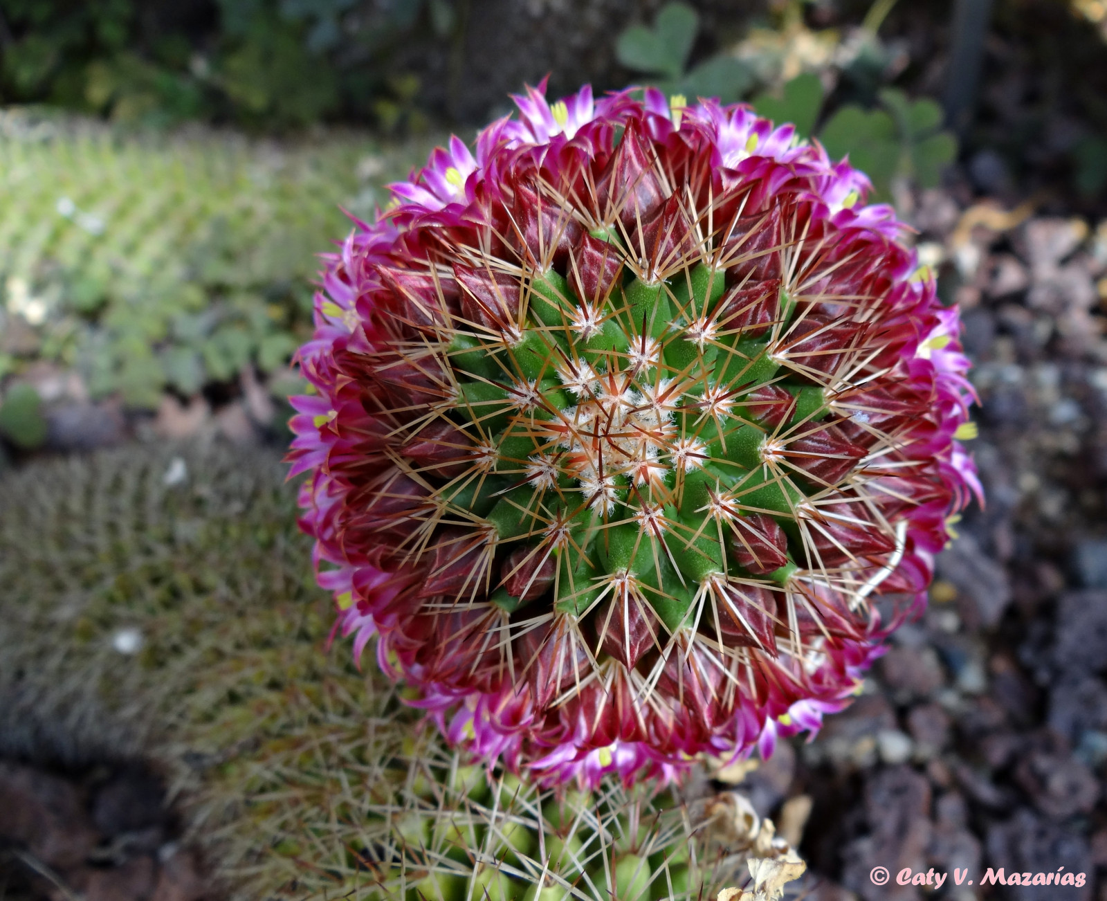 květiny, Příroda, květy, Španělsko, kaktus, Madrid, slunce, květ, rostlina, flóra, naturaleza, Barvy, primavera, flores, espana, plantas, kvetoucí rostlina, jednoletá rostlina, ježek kaktus, trny trny a trny, Caryophyllales, cibule rod, abril, alegria, groundcover, brotes