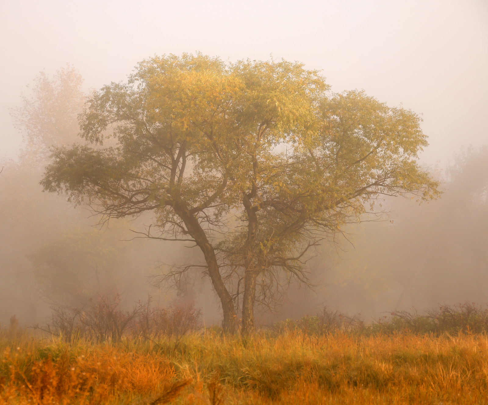 Fondos de pantalla : otoño, amanecer, Colorado, brumoso, Fresno, Parque ...