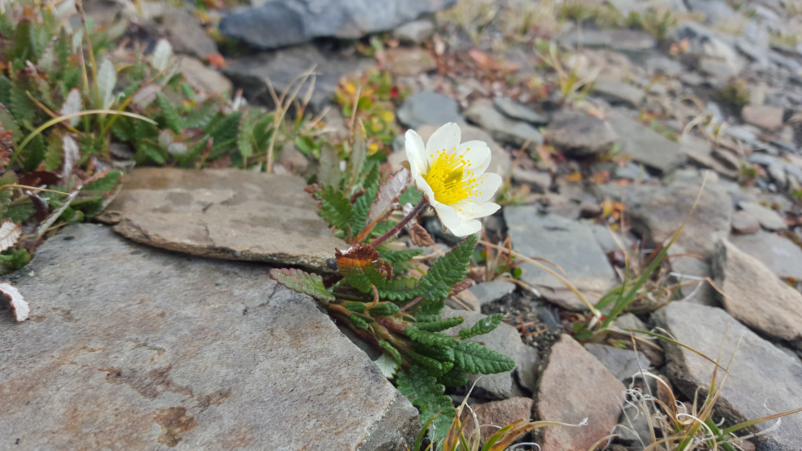 Wallpaper flowers, natural light, leaf, flower, flora, wildflower