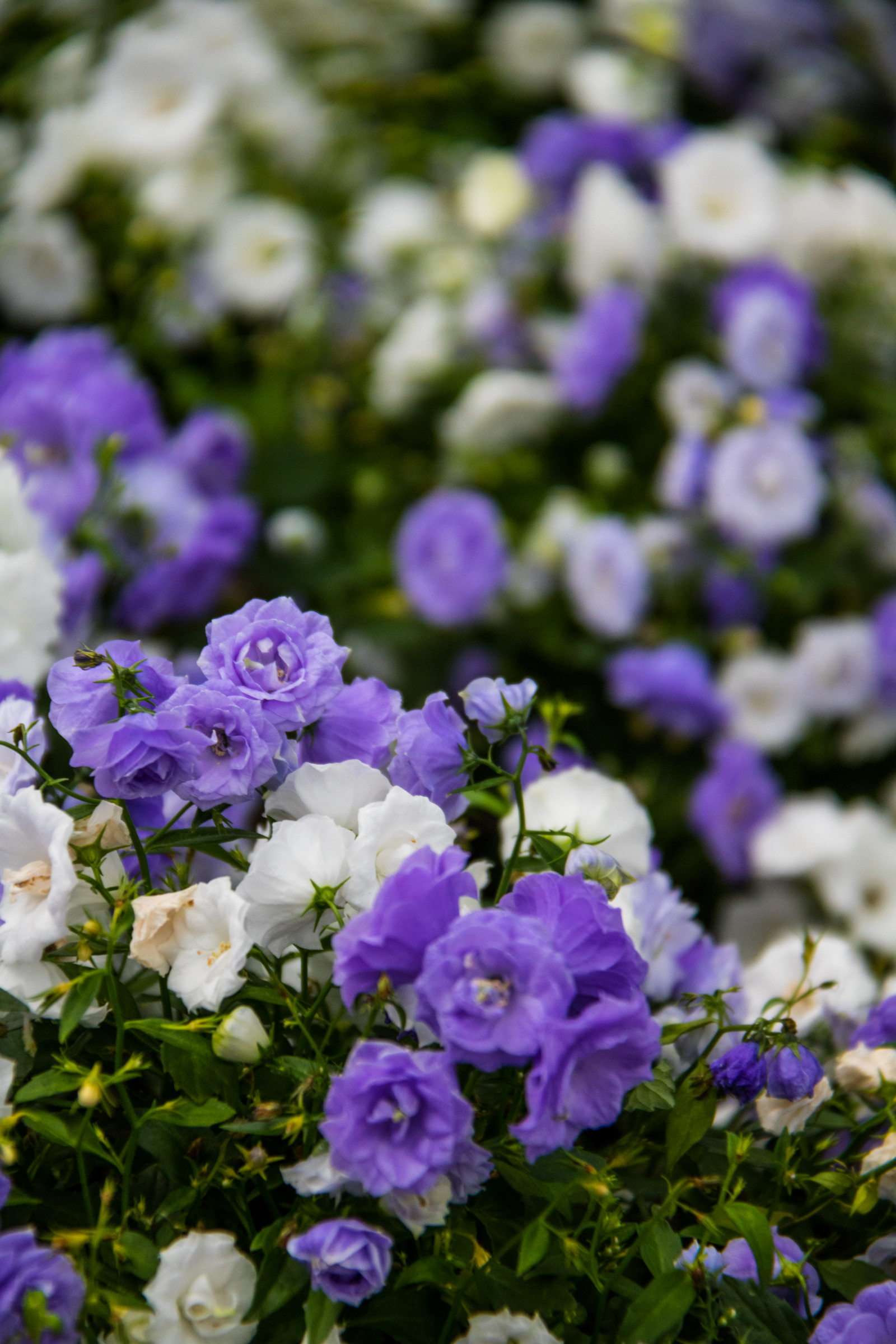 blomst, blomst, plante, flora, blomma, Vellinge, vellingeblomman, wildflower, botanik, jord plante, blomstrende plante, etårig plante, violet familie