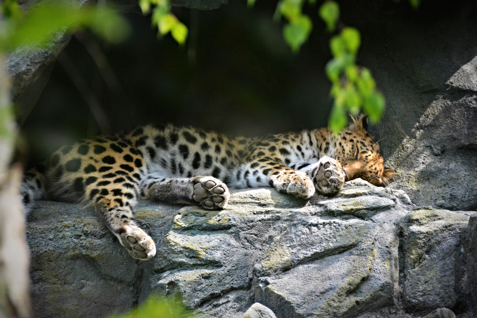 Příroda, zvíře, kočka, Německo, deutschland, fotografování, zoologická zahrada, velký, tlapka, Nikon, Kočkovitý, venkovní, spát, tygr, natur, leipzig, leopard, velká kočka, Schlafen, planeta zvířat, animale, řada, pfote, 2016, animalphotography, tierfotografie, Tatze, Zooleipzig, Fleischfresser, D7100, itsazoooutthere, groskatze, nikond7100, erichentze